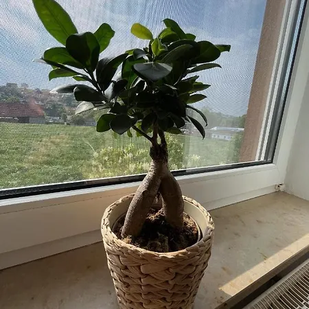 Apartamento Schoene In Ruhiger Laendlicher Lage